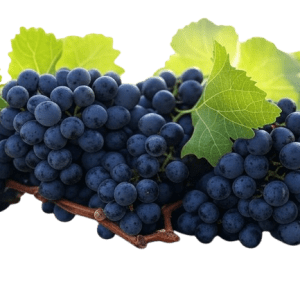 Sadnice vinove loze