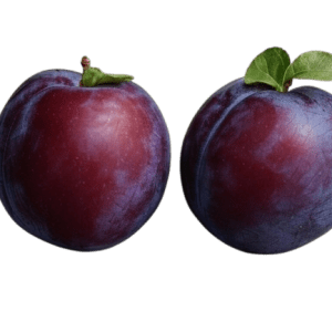 Sadnice šljive