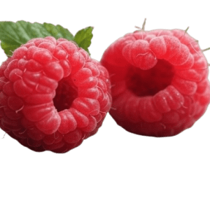 Sadnice maline