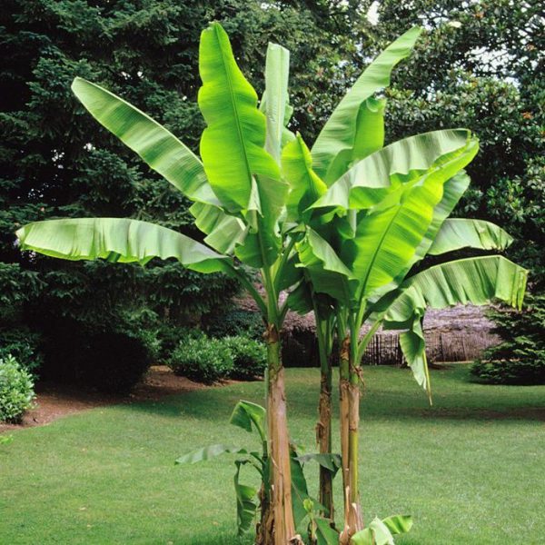 banana