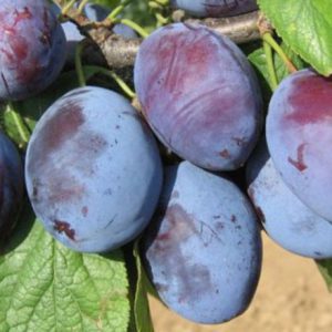 cacanska-rodna-sljiva