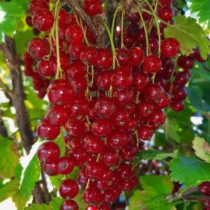 crvena ribizla