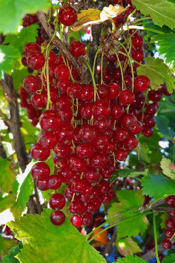 crvena ribizla