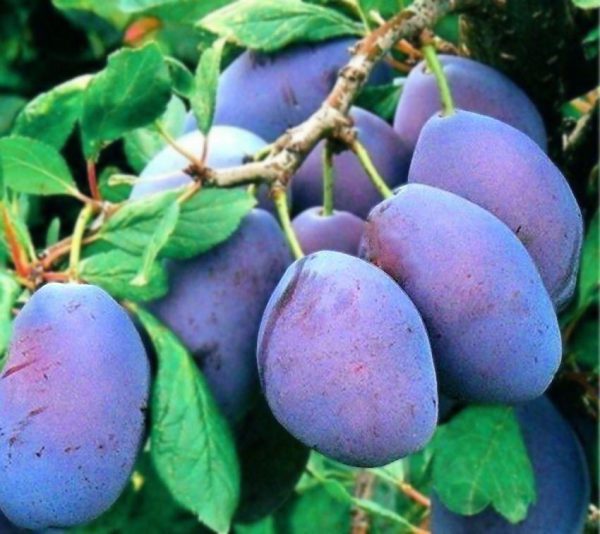 grose-felicija-
