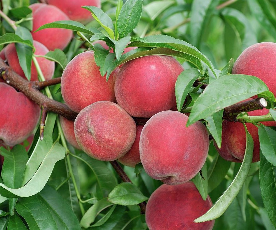 Kardinal Rasadnik Obradovi 