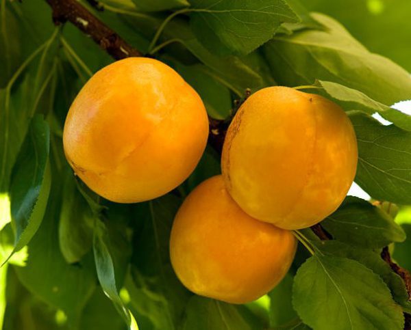 keckemetska ruza