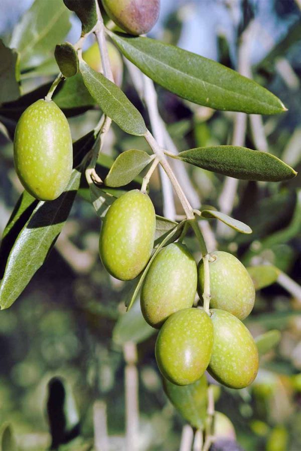 maslina