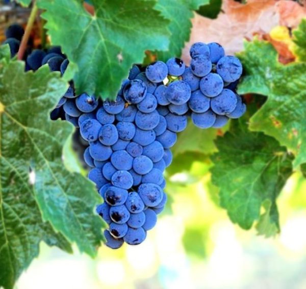 merlot