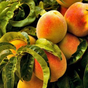 šeftelija (vinogradska)